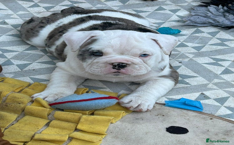 English Bulldog dogs - Advert 2