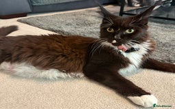 Maine Coon cats for sale:  Adorable Ragdoll x Maine Coon Kittens  - Image 13