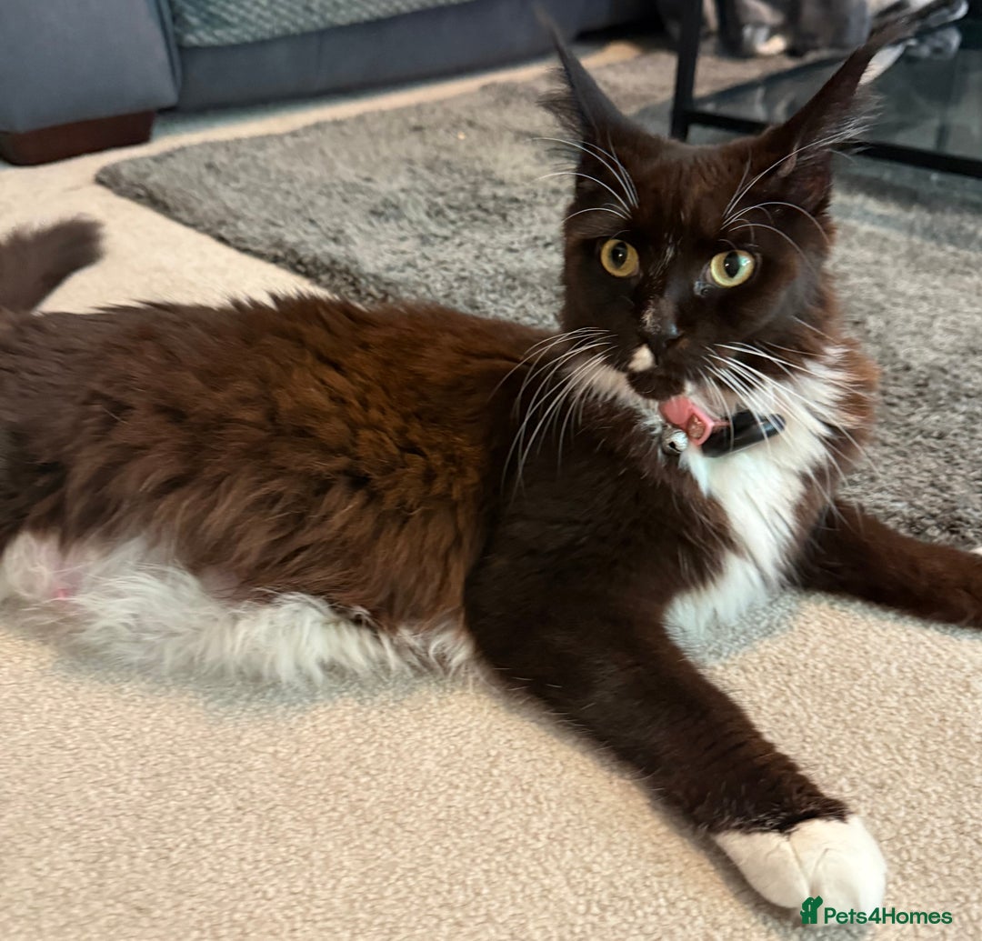 Maine Coon cats for sale:  Adorable Ragdoll x Maine Coon Kittens  - Image 13