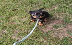 Rottweiler dogs for sale: Gorgeous male Rottweiler puppy Reggie  - Image 8