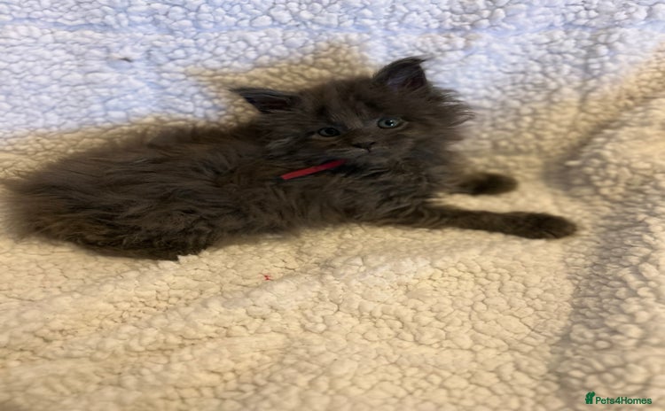 Maine Coon cats - Advert 1