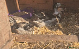 Ducks poultry for sale: 4 apple yard ducks - Image 1