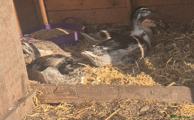 Ducks poultry - Advert 7