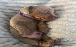 Miniature Dachshund dogs for sale: 🖤🐶Beautiful Miniature Dachshund Puppies🖤🐶!! - Image 15