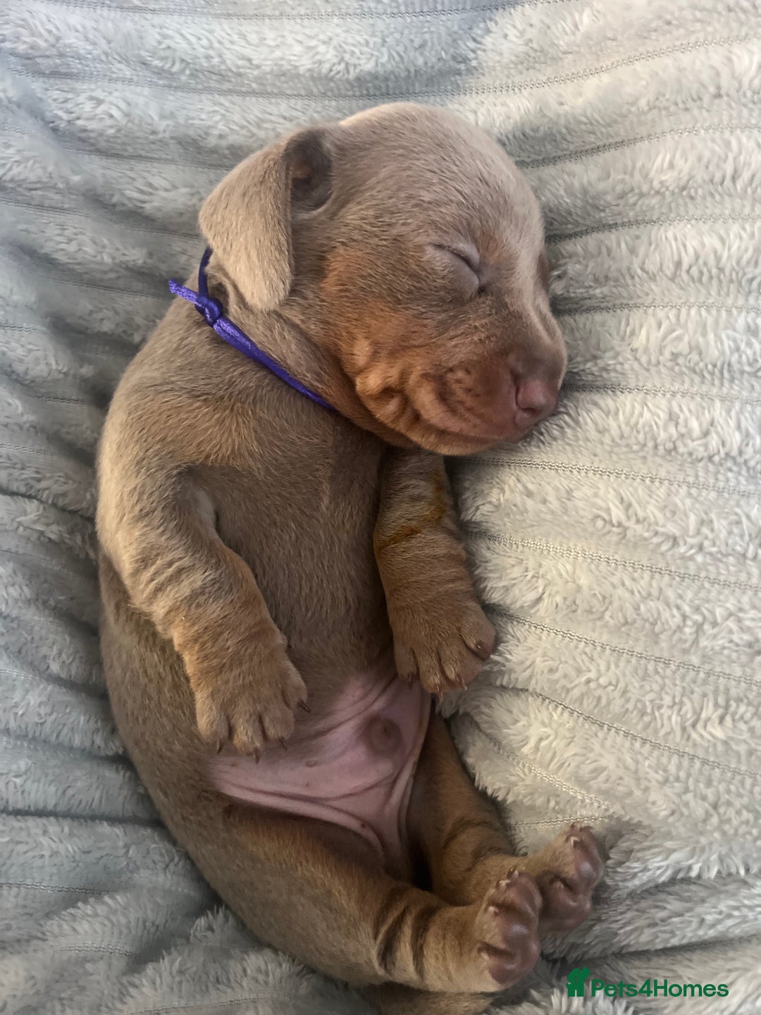 Miniature Dachshund dogs for sale: 🖤🐶Beautiful Miniature Dachshund Puppies🖤🐶!! - Image 15