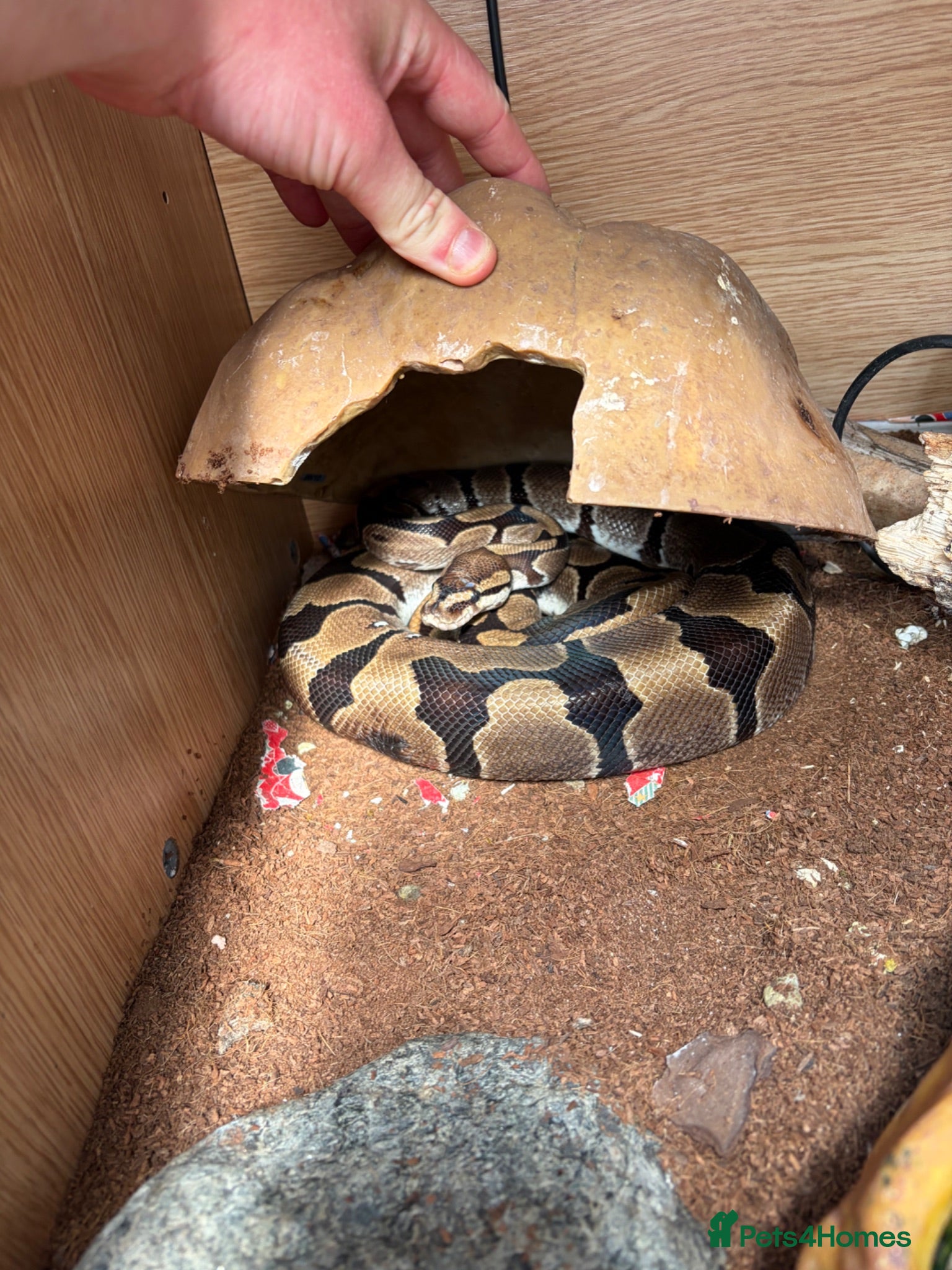 Python Snake reptiles 2 royal pythons and full set up - Advert 1