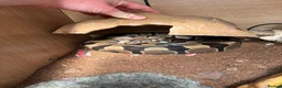 Python Snake reptiles for sale: 2 royal pythons and full set up in Eastbourne - Advert 1