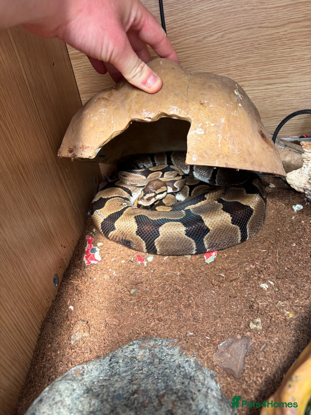 Python Snake reptiles for sale: 2 royal pythons and full set up in Eastbourne - Advert 1