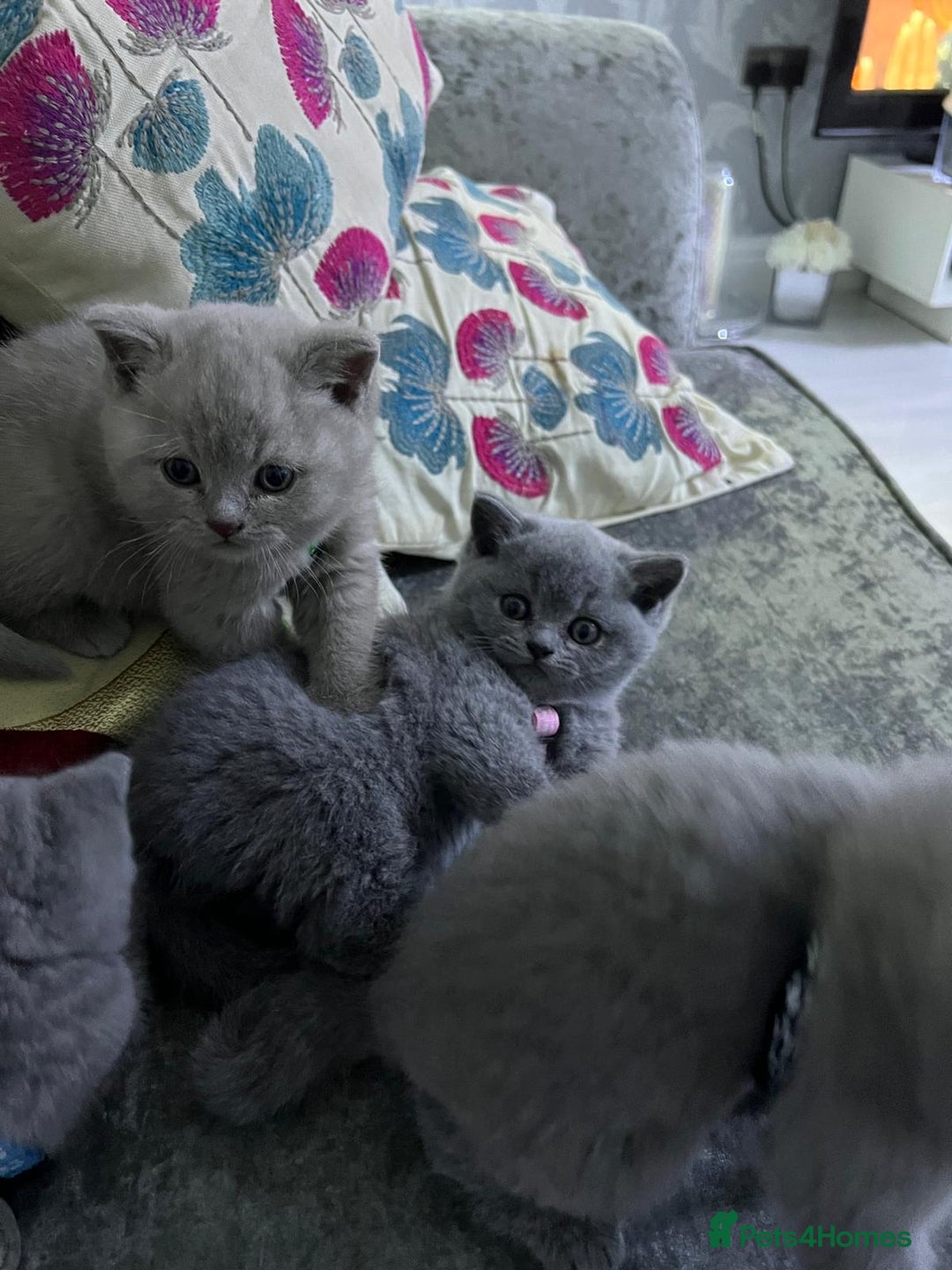 American Shorthair cats for sale: Pretty little british shorthair kitten - Image 2