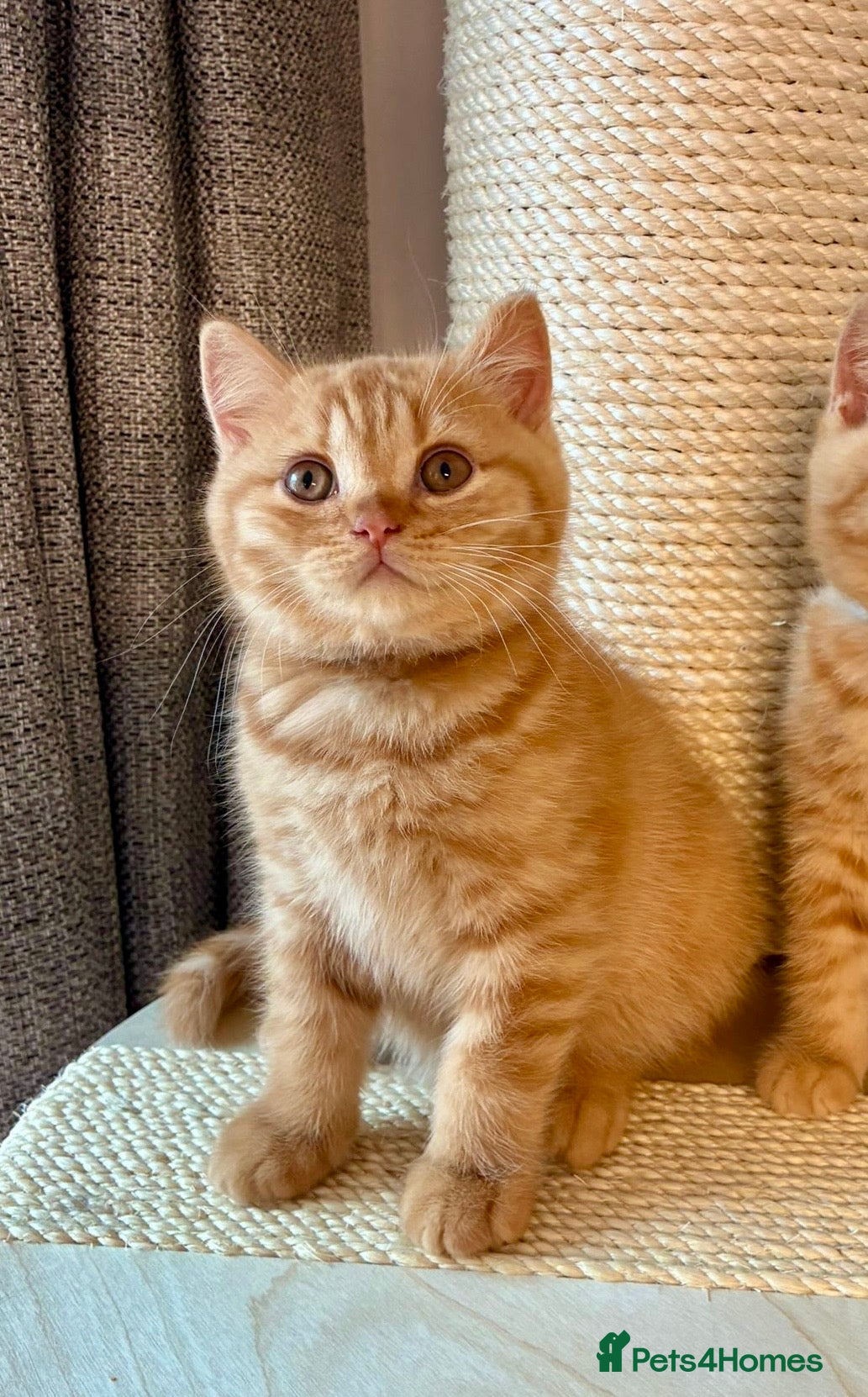 British Shorthair cats Pedigree British Shorthair Kittens- Champion Lines - Advert 2