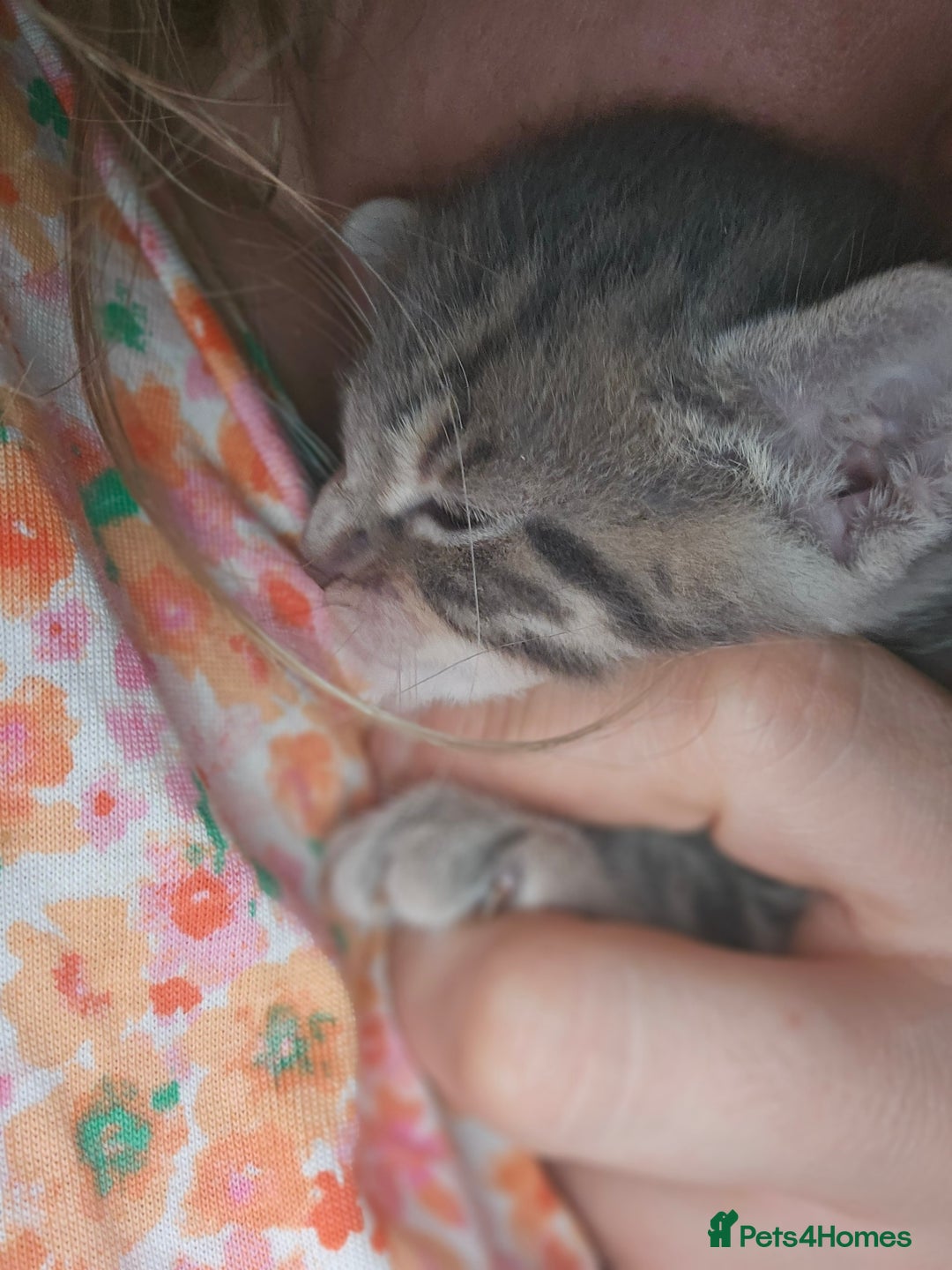 Bengal cats for sale: Pedigree bengal boy - Image 4