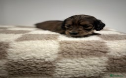 Miniature Dachshund dogs for sale: 5 Beautiful Long Haired Miniature Daschund’s   - Image 6