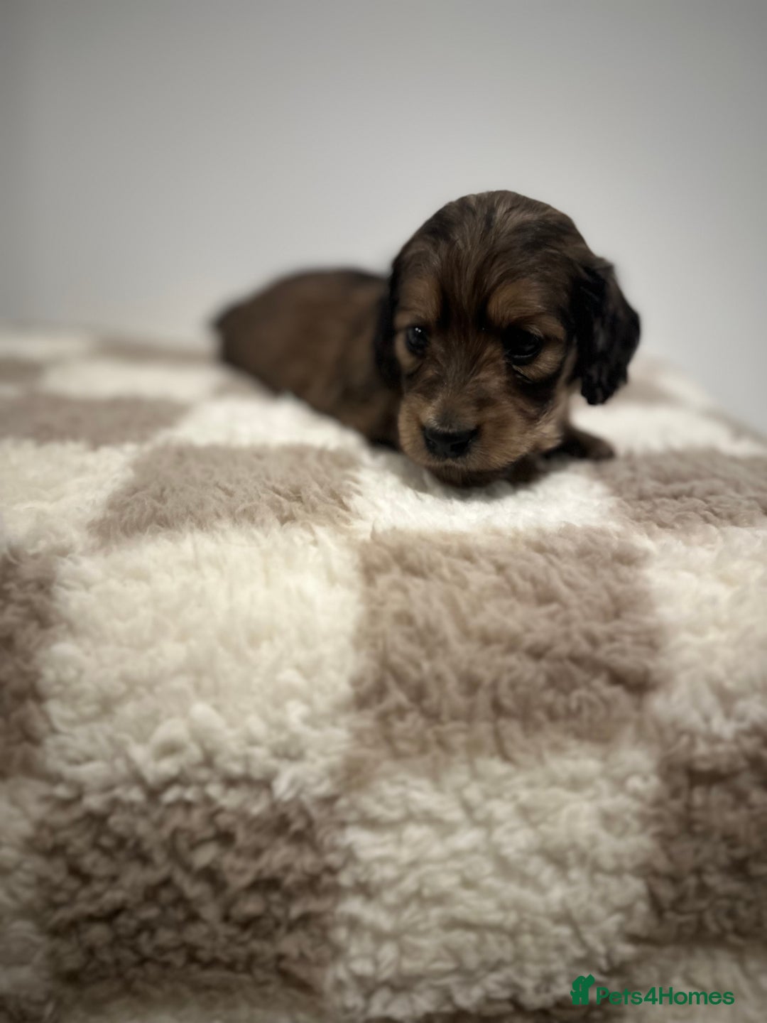 Miniature Dachshund dogs for sale: 5 Beautiful Long Haired Miniature Daschund’s   - Image 6