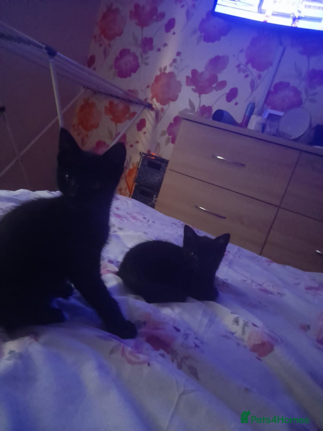 Mixed Breed cats for sale: mixed breed - Advert 3