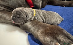 Neapolitan Mastiff dogs for sale: Neapolitan mastiff puppies due 27th September - Image 28