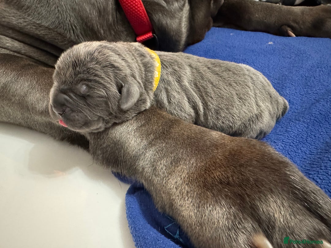 Neapolitan Mastiff dogs for sale: Neapolitan mastiff puppies due 27th September - Image 28
