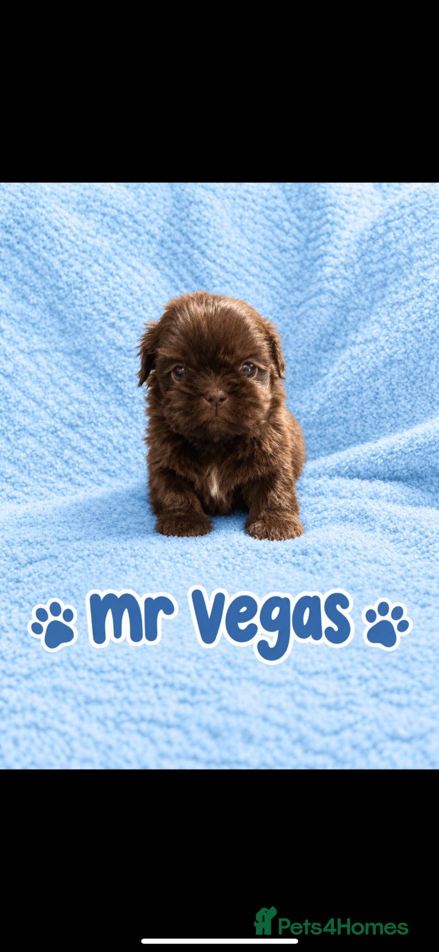Shih Tzu dogs Imperial shih tzu puppies  - Advert 9