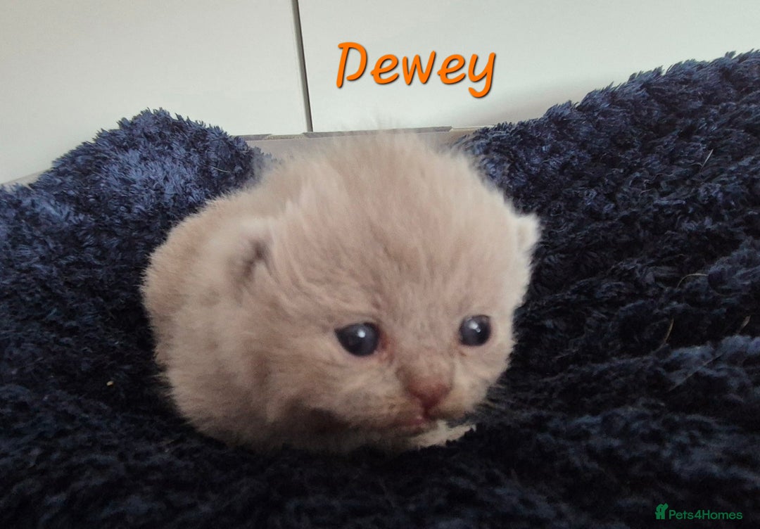British Shorthair cats for sale: Stunning Russian Bloodline TICA reg kittens - Image 3