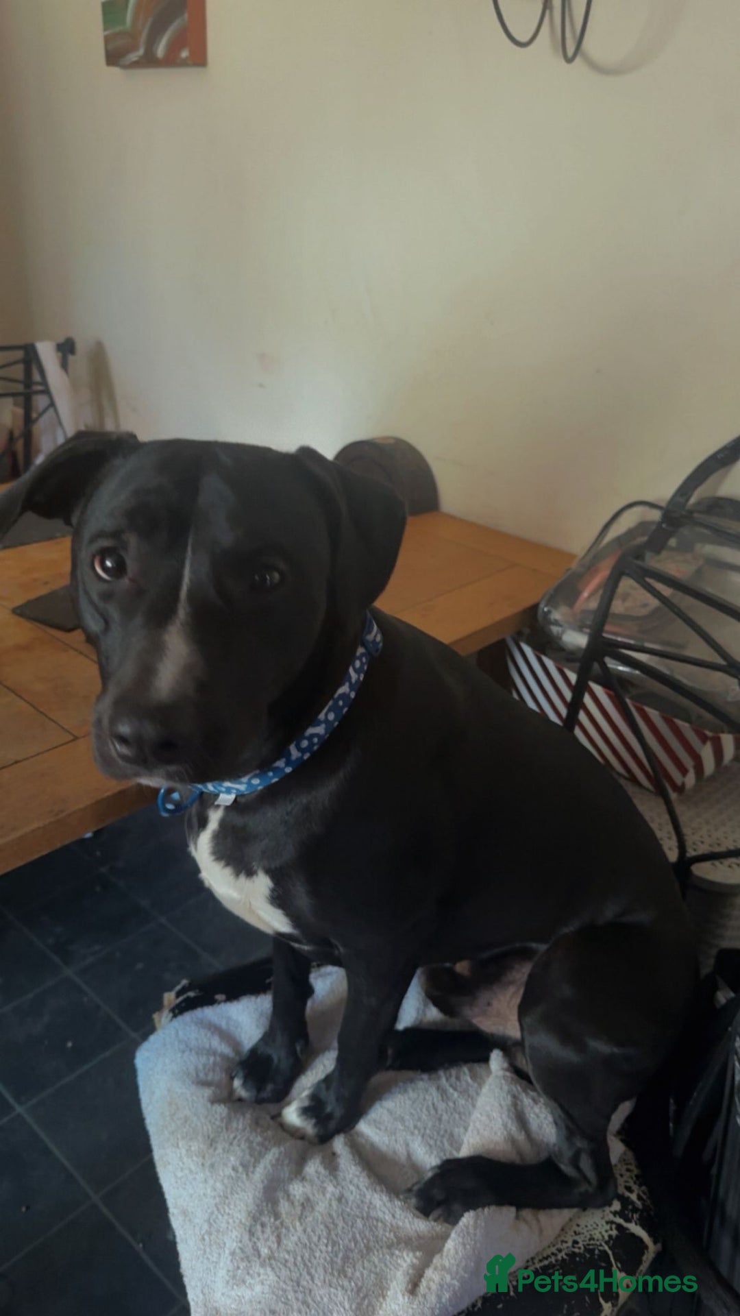 Mixed Breed dogs for sale: Storm (1yr) in need of a kind and loving home - Image 2