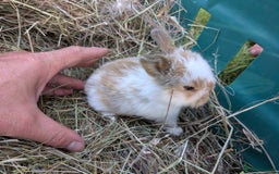 Mini Lop rabbits for sale: Baby mini lops for sale- Robertsbridge - Image 1