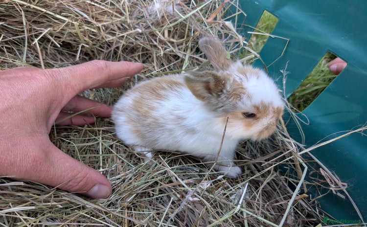Mini Lop rabbits - Advert 13