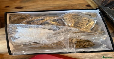 Budgerigars birds - Advert 8