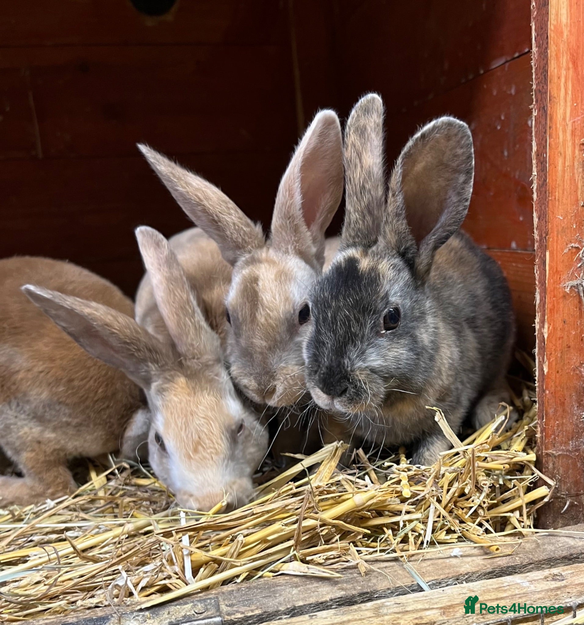 Rex rabbits Mini Rex  - Advert 6