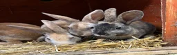 Rex rabbits for sale: Mini Rex  - Advert 1