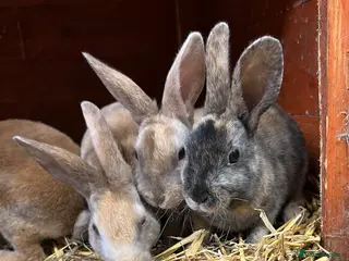Rex rabbits Mini Rex - Advert 5