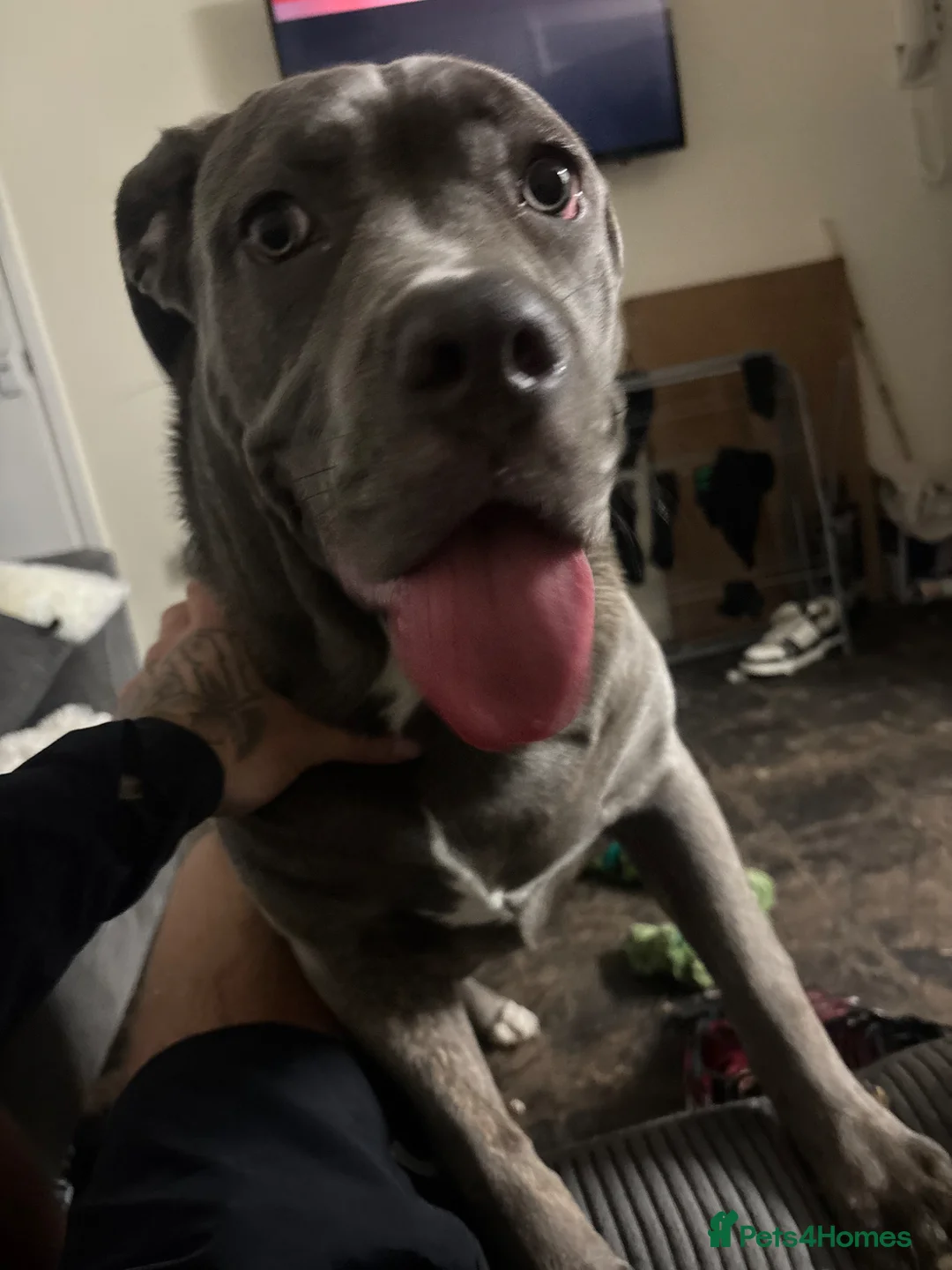 Mixed Breed dogs for sale: Marlie cane corso 8 months old in Birmingham - Advert 2