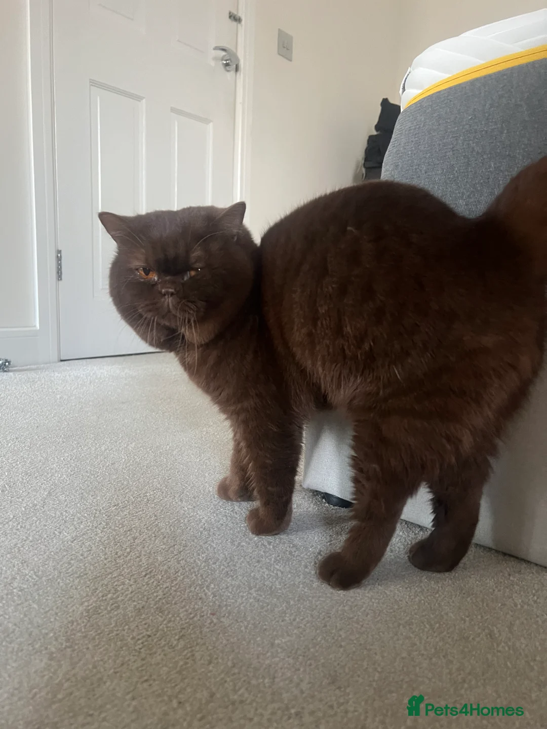 British Shorthair cats for sale: Active chocolate British short hair male - Advert 17