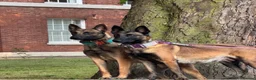 Belgian Shepherd Dog dogs for sale: Kilo  in Coventry - Advert 3