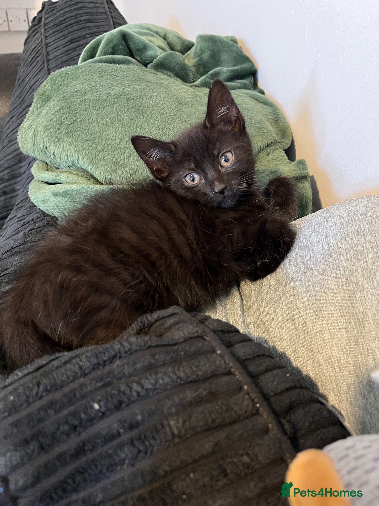 Mixed Breed cats 2 x kittens for sale  - Advert 1