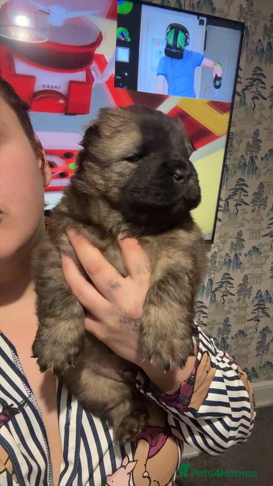 Chow Chow dogs for sale: Chow chow puppies  - Advert 31