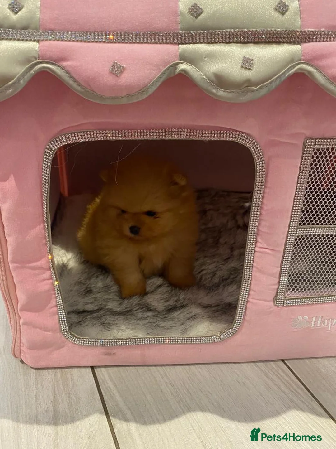 Pomeranian dogs for stud: STUNNING FENDI OPEN AT STUD 🏆CHAMPION SIRED🏆 in Grays - Advert 5