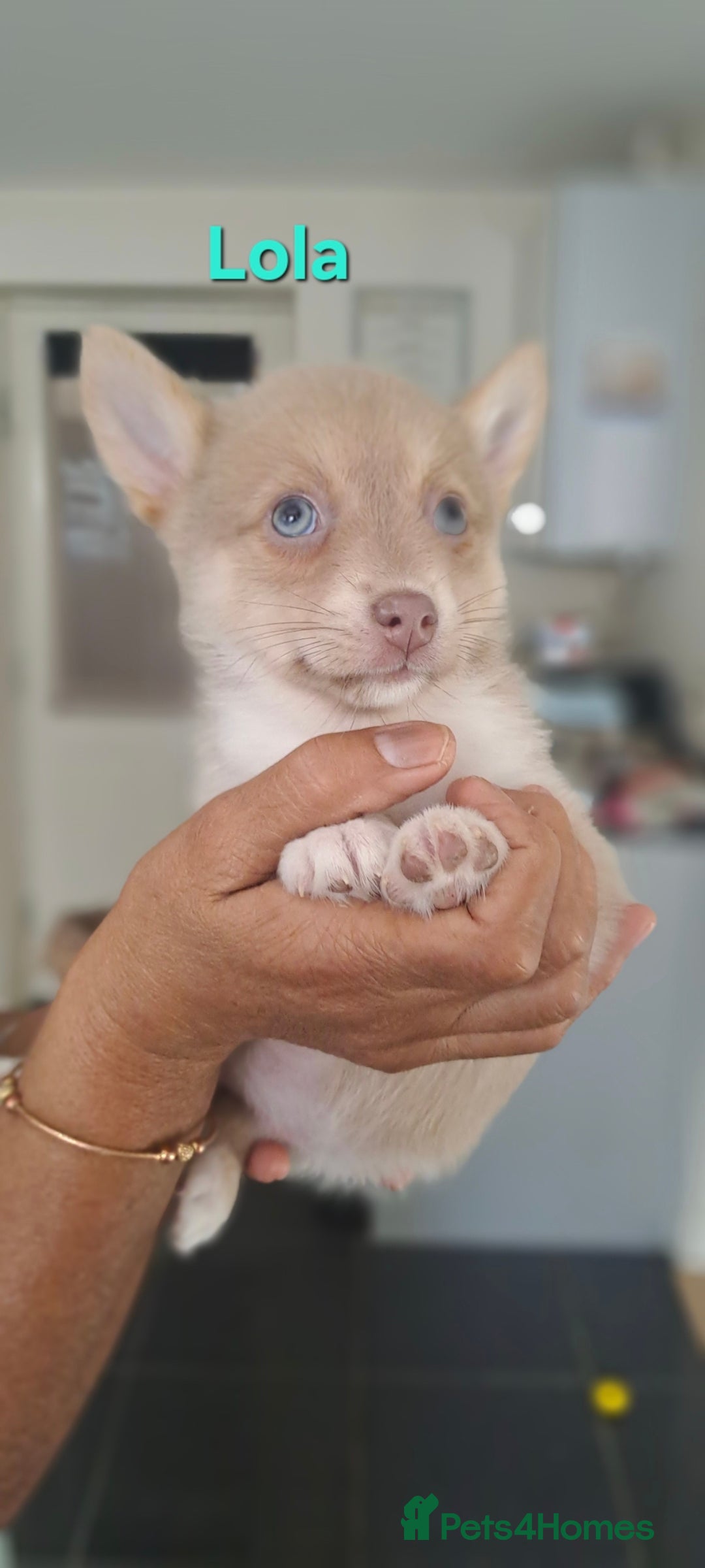 Pomsky dogs for sale: Ready now -Stunning F4 Pomskies, 6kg as adults  - Image 15