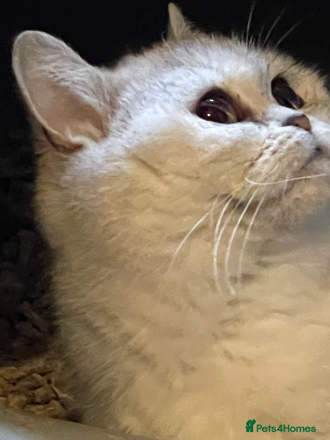 British Shorthair cats for sale: Young Neutered Pedigree Adults - Advert 10