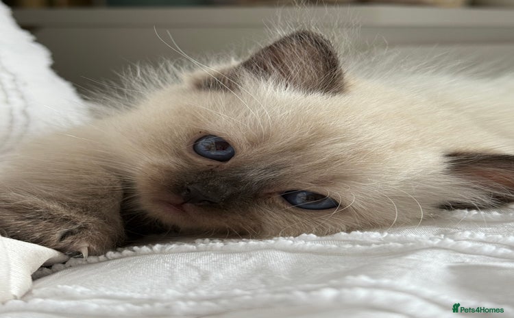 Ragdoll cats - Advert 6