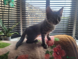 Mixed Breed cats Playfull kitten - Advert 1