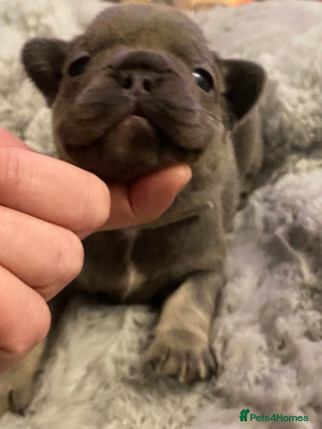 French Bulldog dogs for sale: Stunning chunky French bulldog pups  - Advert 13