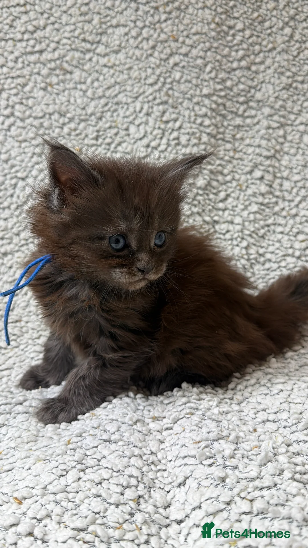 Maine Coon cats for sale: Beautiful maine coons - Advert 18