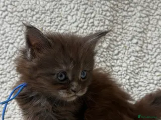 Maine Coon cats Beautiful maine coons - Advert 11