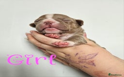 Mixed Breed dogs for sale: Last Beautiful Pink Frenchton Boy Pup Available  - Image 24