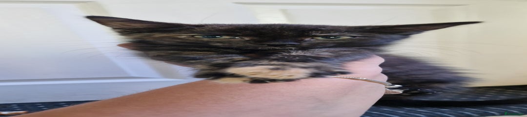 Mixed Breed Kitten 2