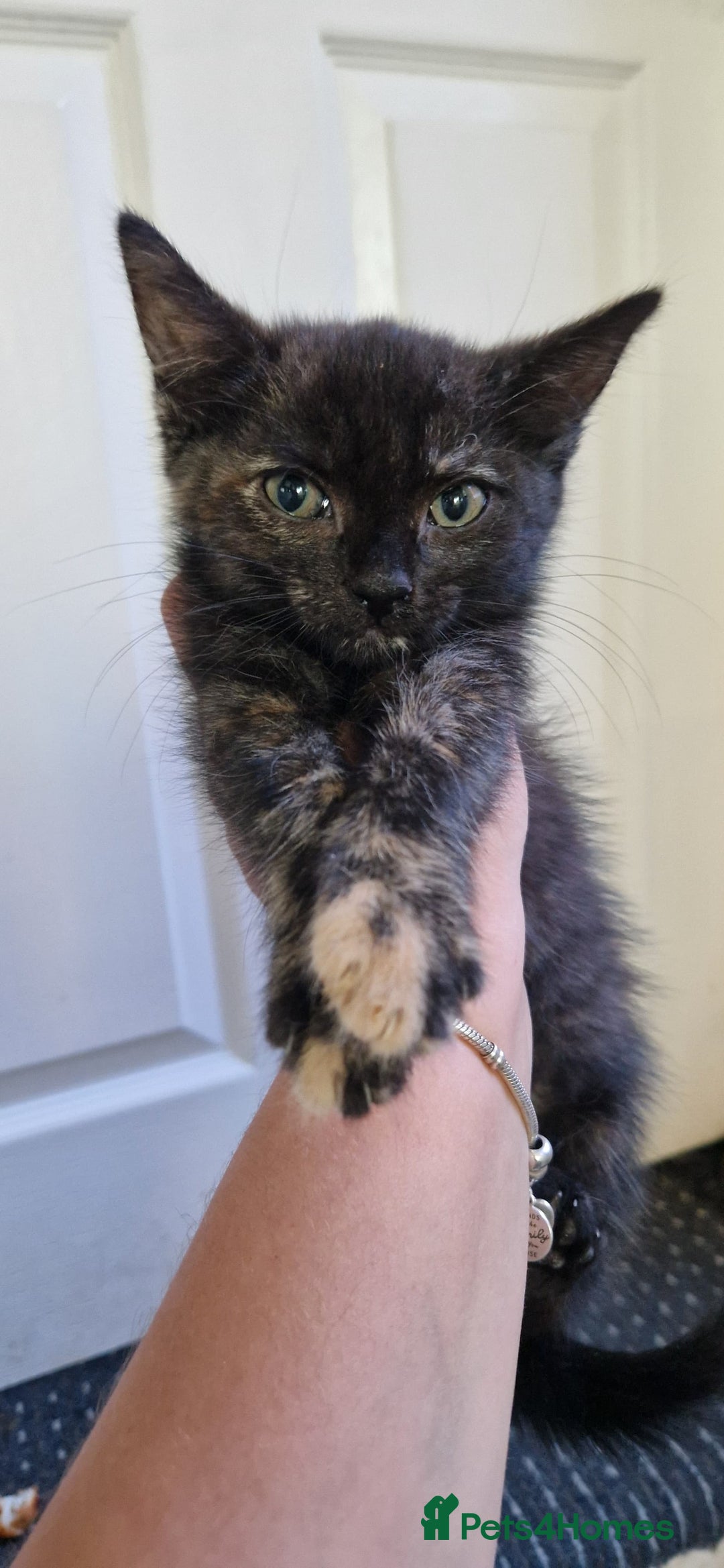 Mixed Breed cats for sale: 4 little kittens(1 taby boy+3 calico girls)  - Image 4