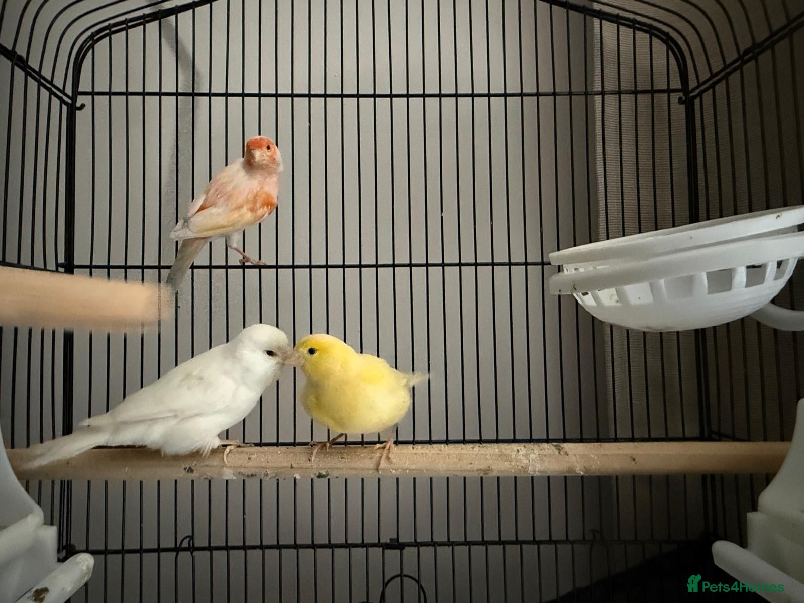 Canaries birds Canary  - Advert 9