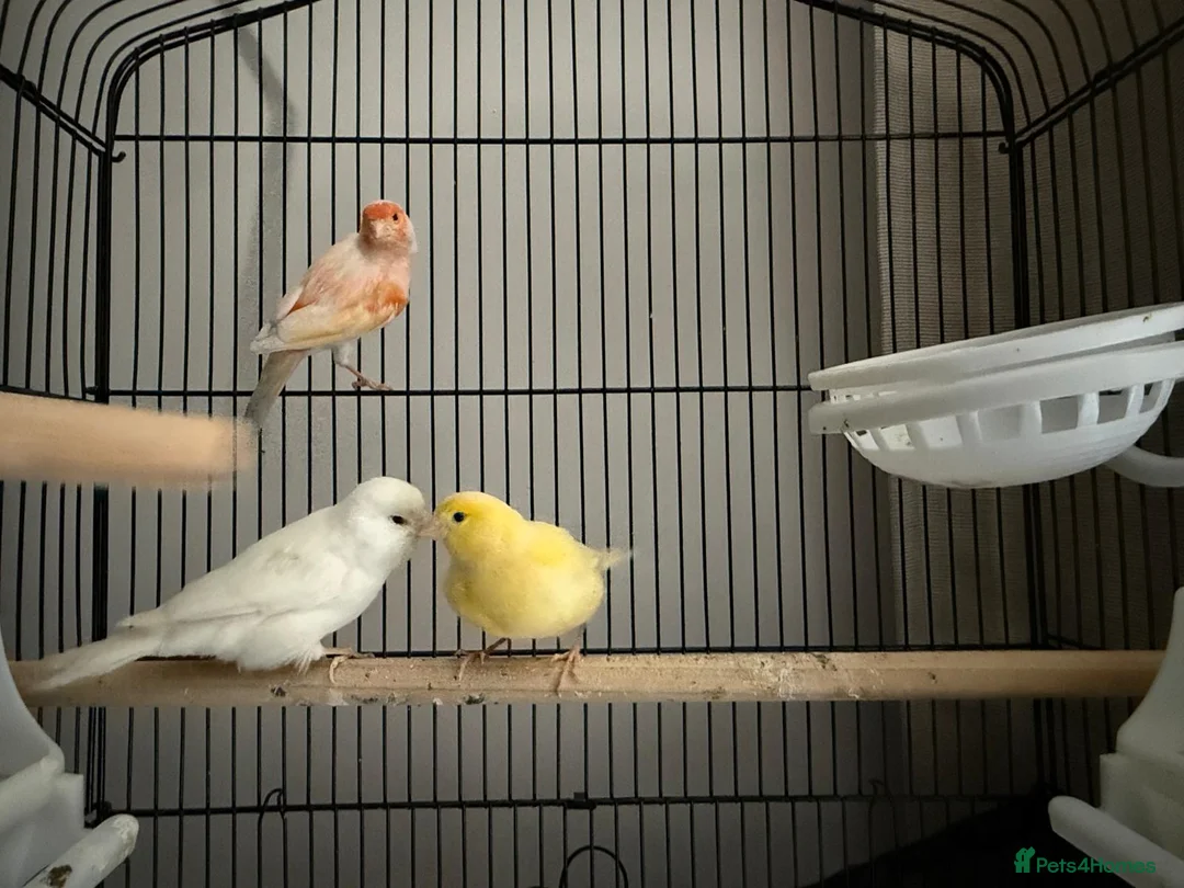 Canaries birds for sale: Canary  in Swindon - Advert 1