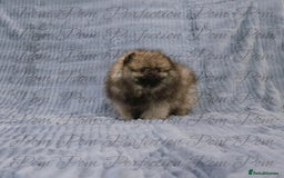 Pomeranian dogs for sale: Gorgeous Teddy Bear Pomeranian Puppies - Image 12