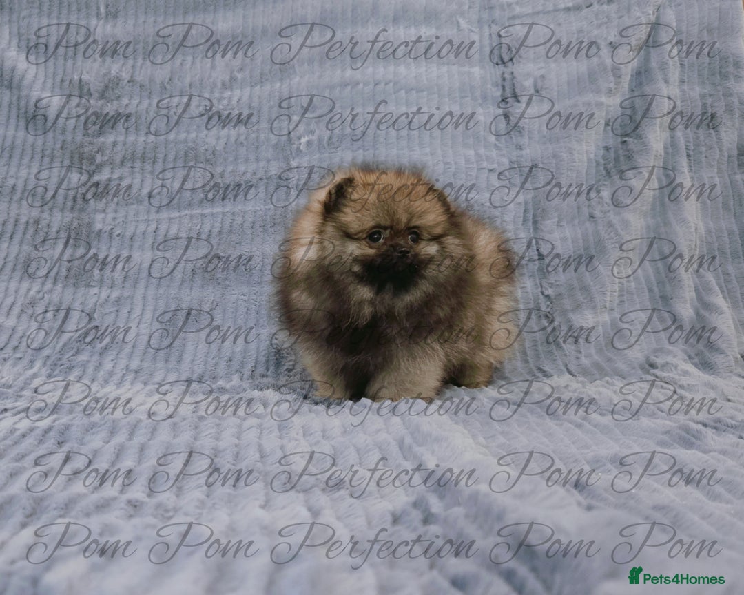 Pomeranian dogs for sale: Gorgeous Teddy Bear Pomeranian Puppies - Image 12