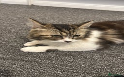 Mixed Breed cats for sale: 2 females mixed maincoon  - Image 1